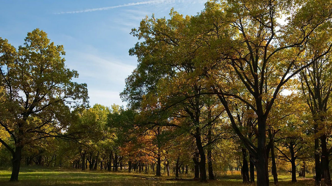 Bosco-orienteering_2